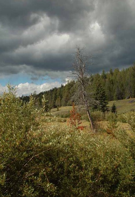 Valley of the Five Lakes, Jasper